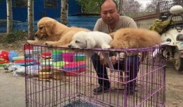 武汉宠物爆料案件最新进展,真相逐步浮出水面