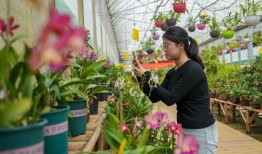 游客爆料石斛的视频播放,石斛生长过程，神奇疗效引关注